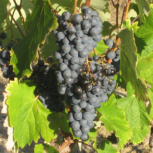 Vin Gros Nor