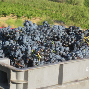Vendange grappe rouge
