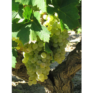 Raisin blanc