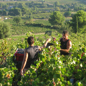 Vendange Cuve Antoinette