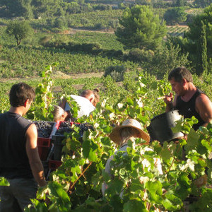 Vendange Cuve Antoinette