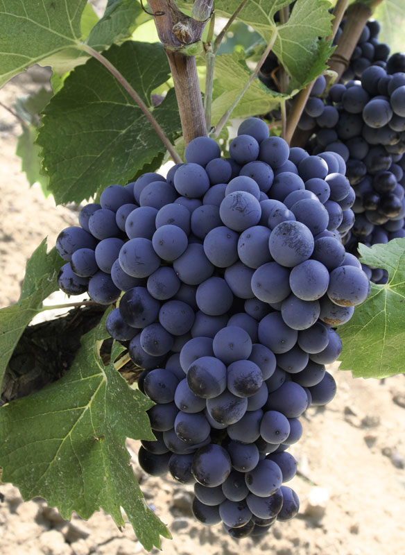 Grappes de Mourvèdre