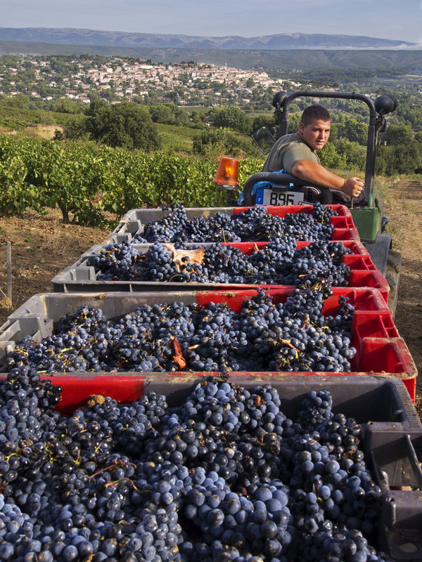 vendanges à la main