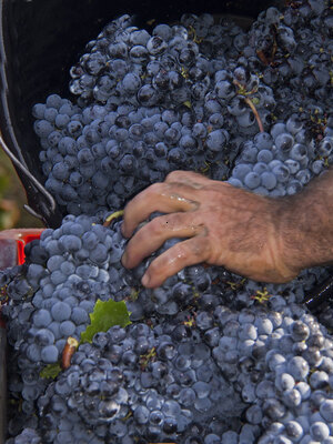 une belle grappe de mourvèdre