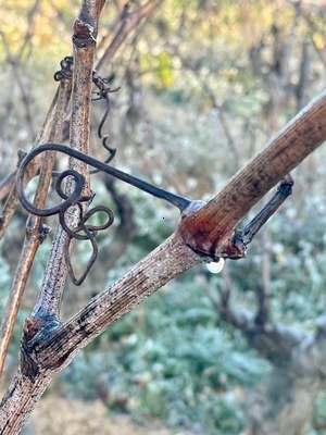 vigne bandol vin rouge