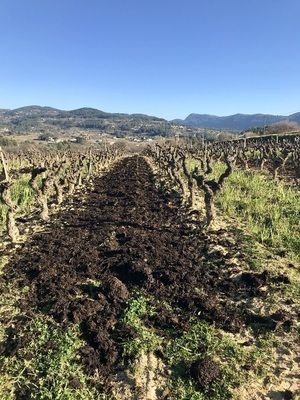 vigne vin bandol domaine viticole