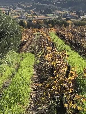 vin bandol plantation