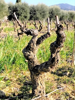 TAILLE VIGNE MOURVEDRE