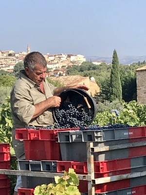 CONTROLE DES GRAPPES DE RAISIN