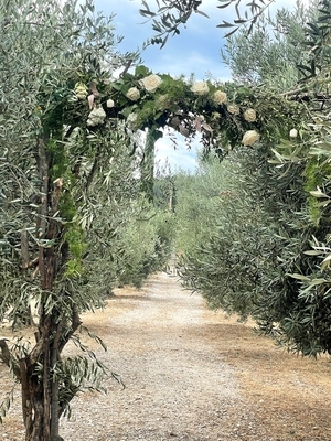 arche allee oliviers